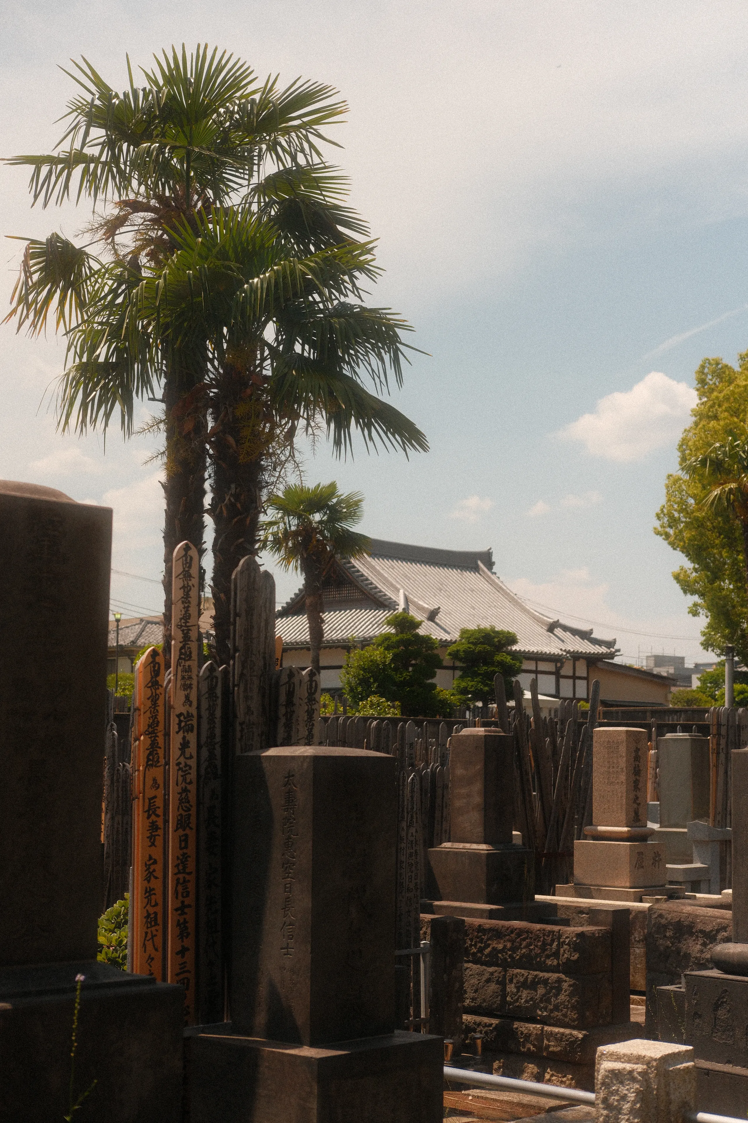 A palm tree above old gravestones in a Tokyo cemetery