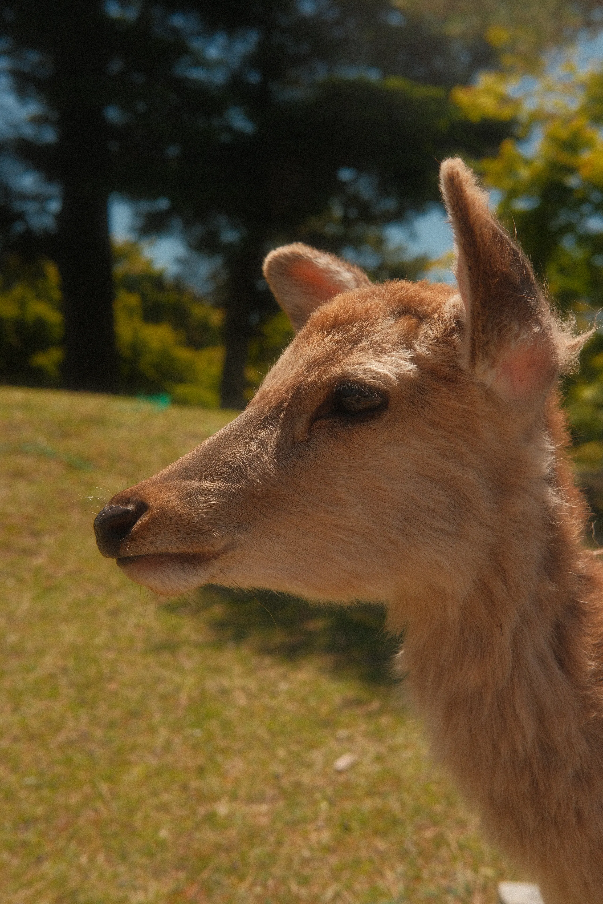 A Nara deer in close-up, looking off to the side