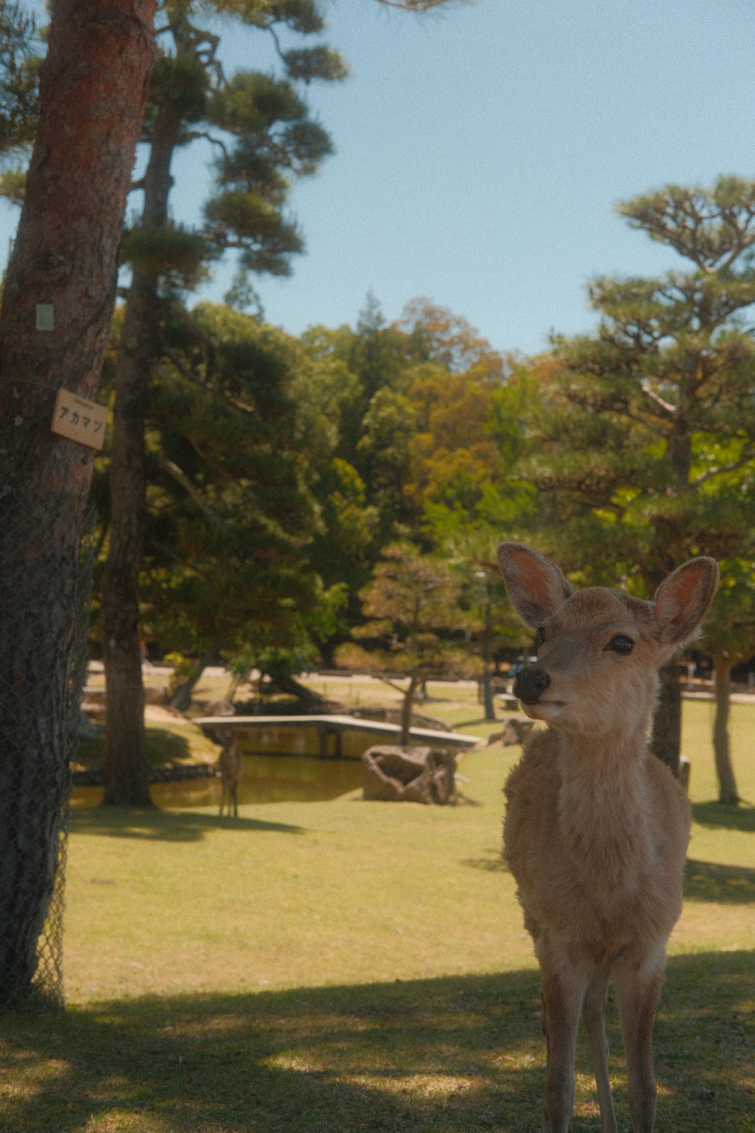 A deer standing in the grass in Nara Park