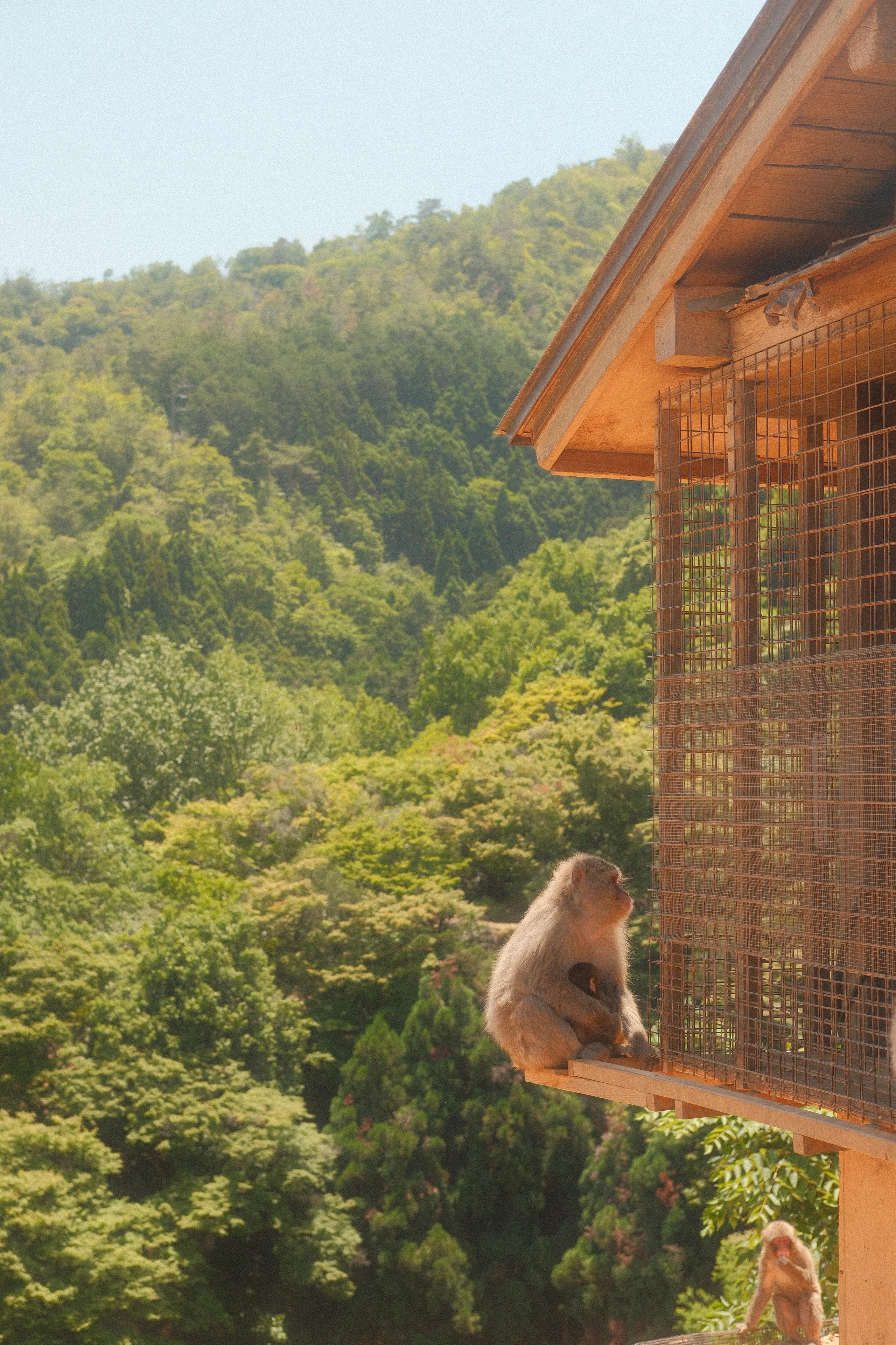 A macaque sitting on a ledge above the forest at Arashiyama