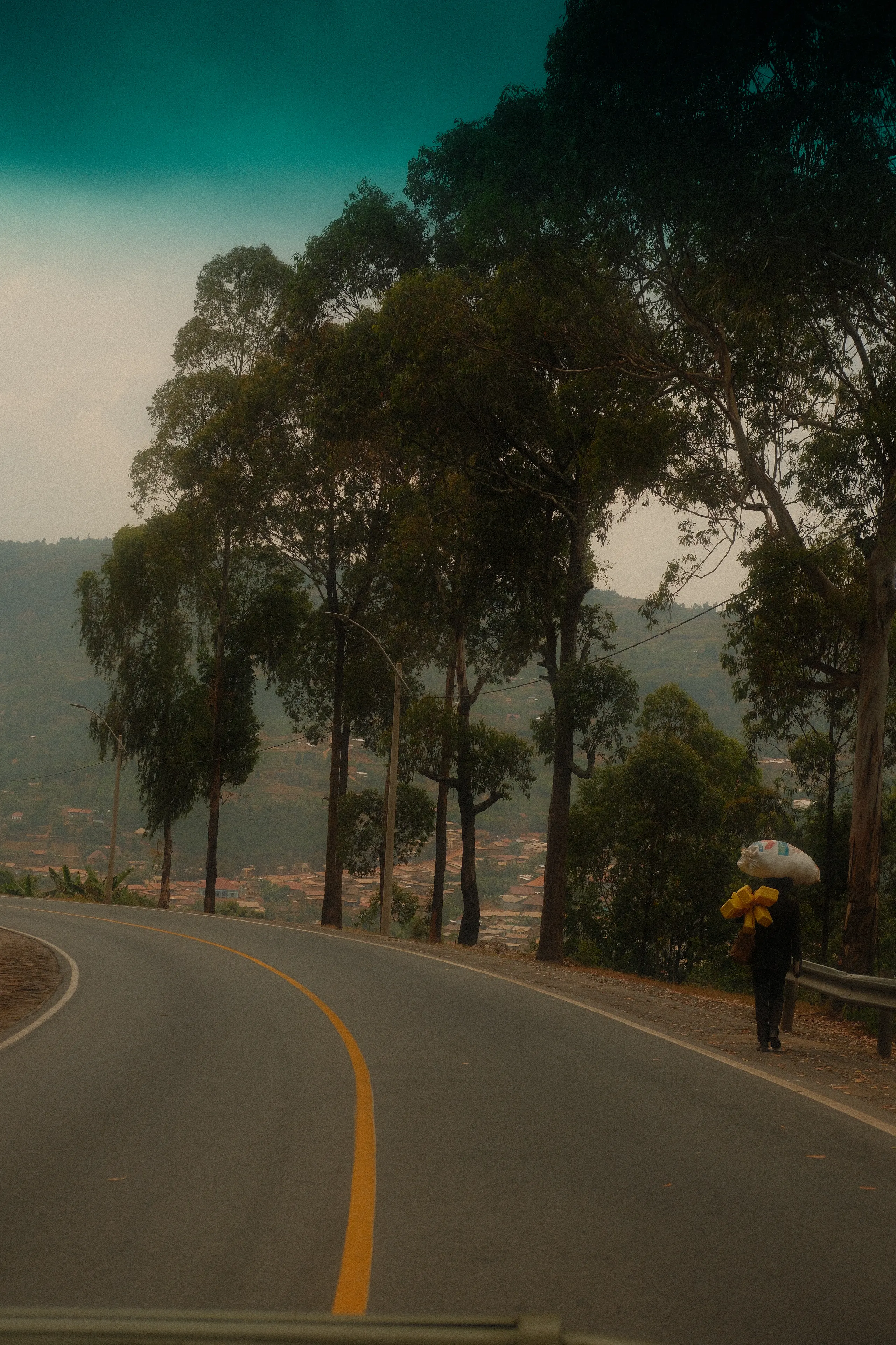 A road winding through eucalyptus on the drive to the north