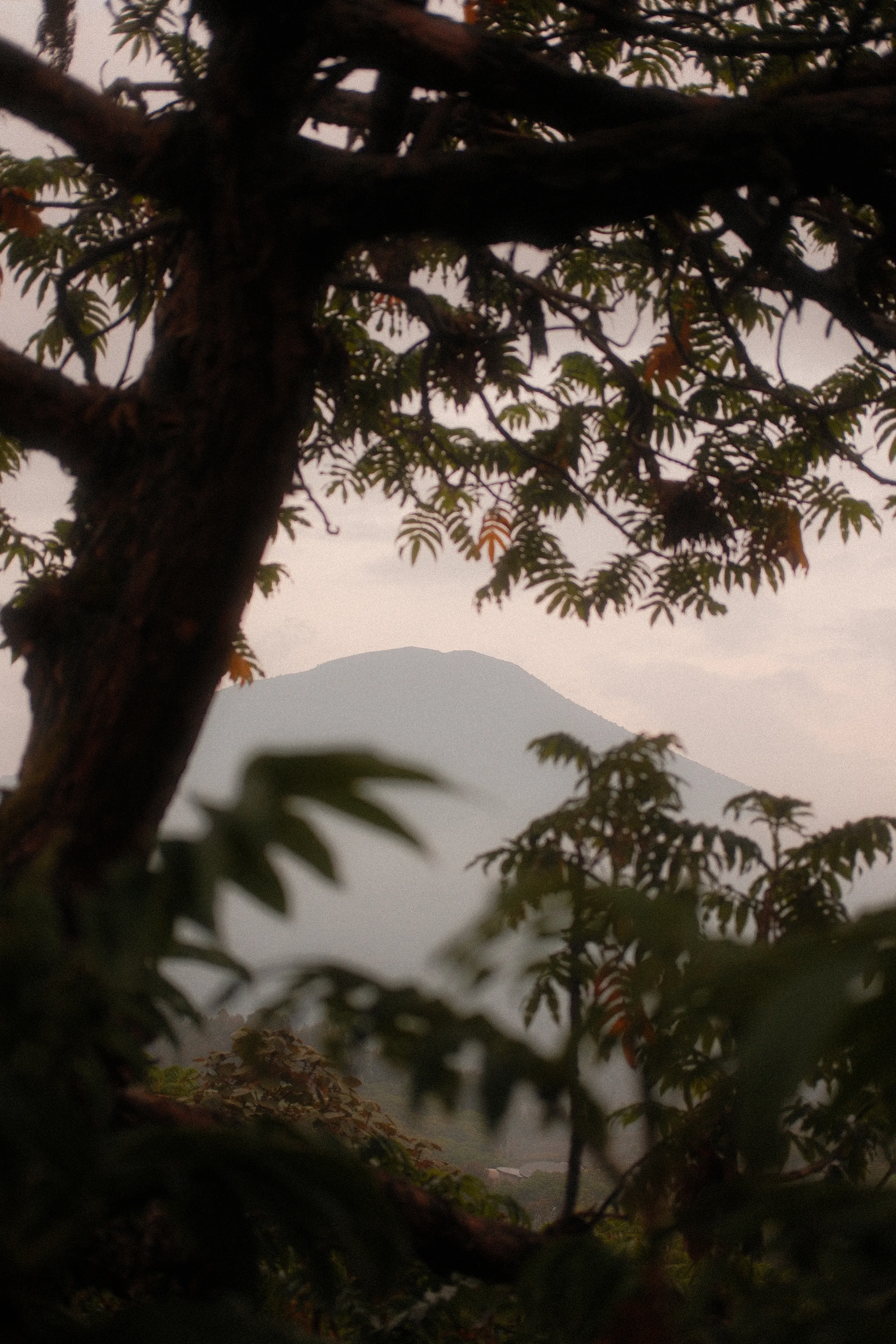 A volcano in haze framed by dark branches