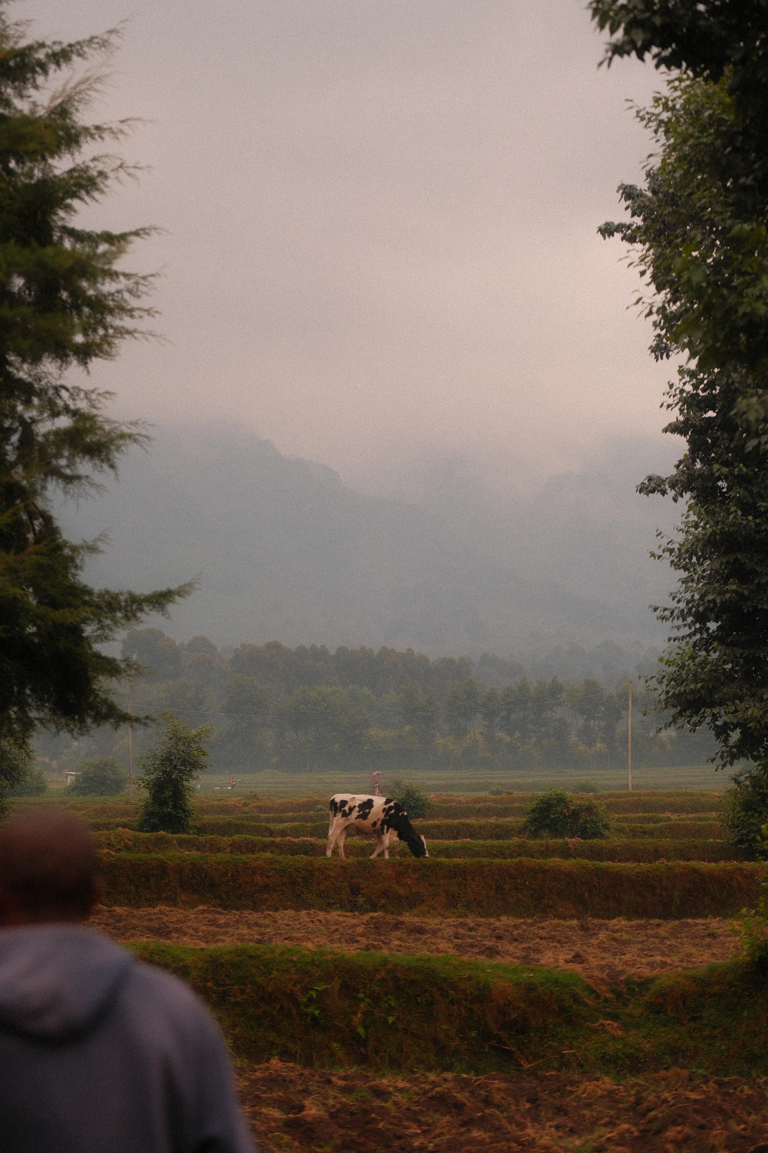 A cow in a terraced field below cloud-covered hills