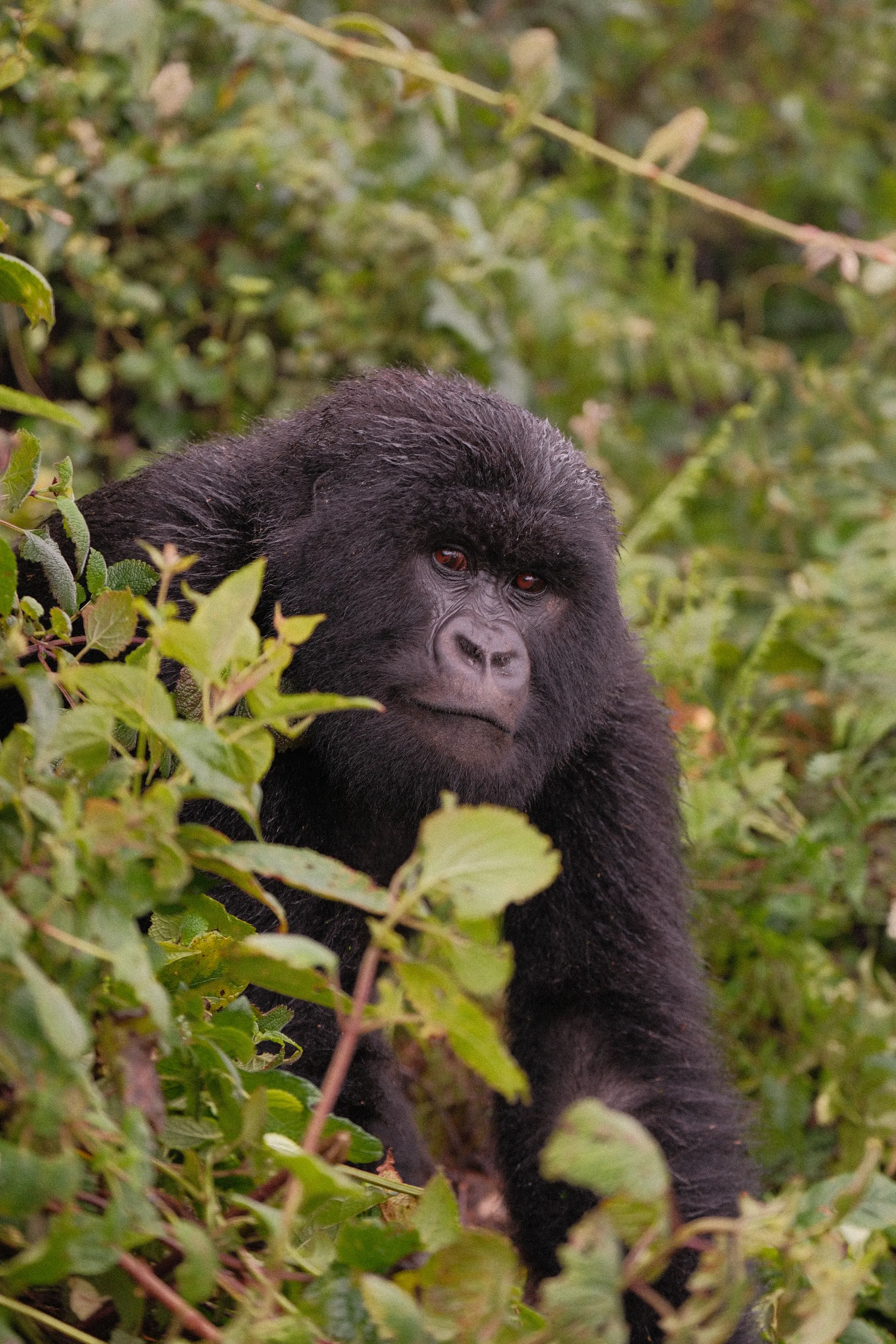 A young mountain gorilla looking out from the undergrowth