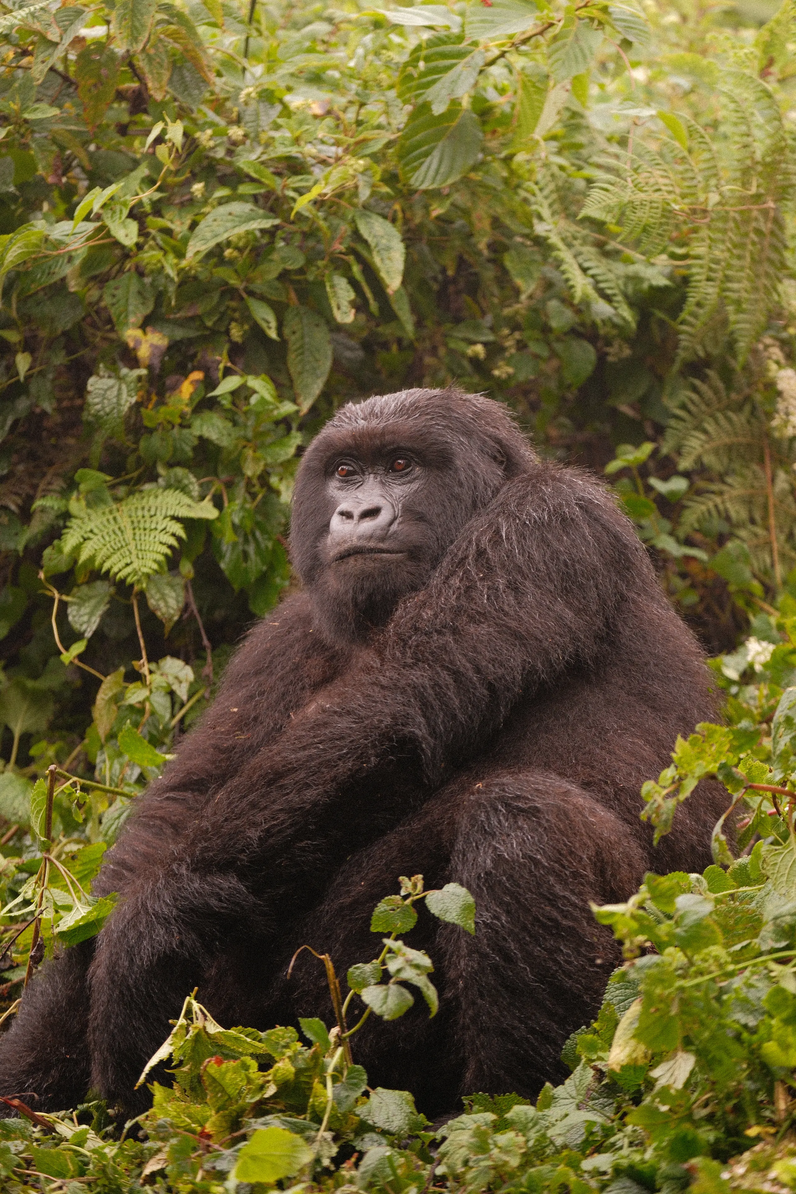 A mountain gorilla sitting in dense ferns