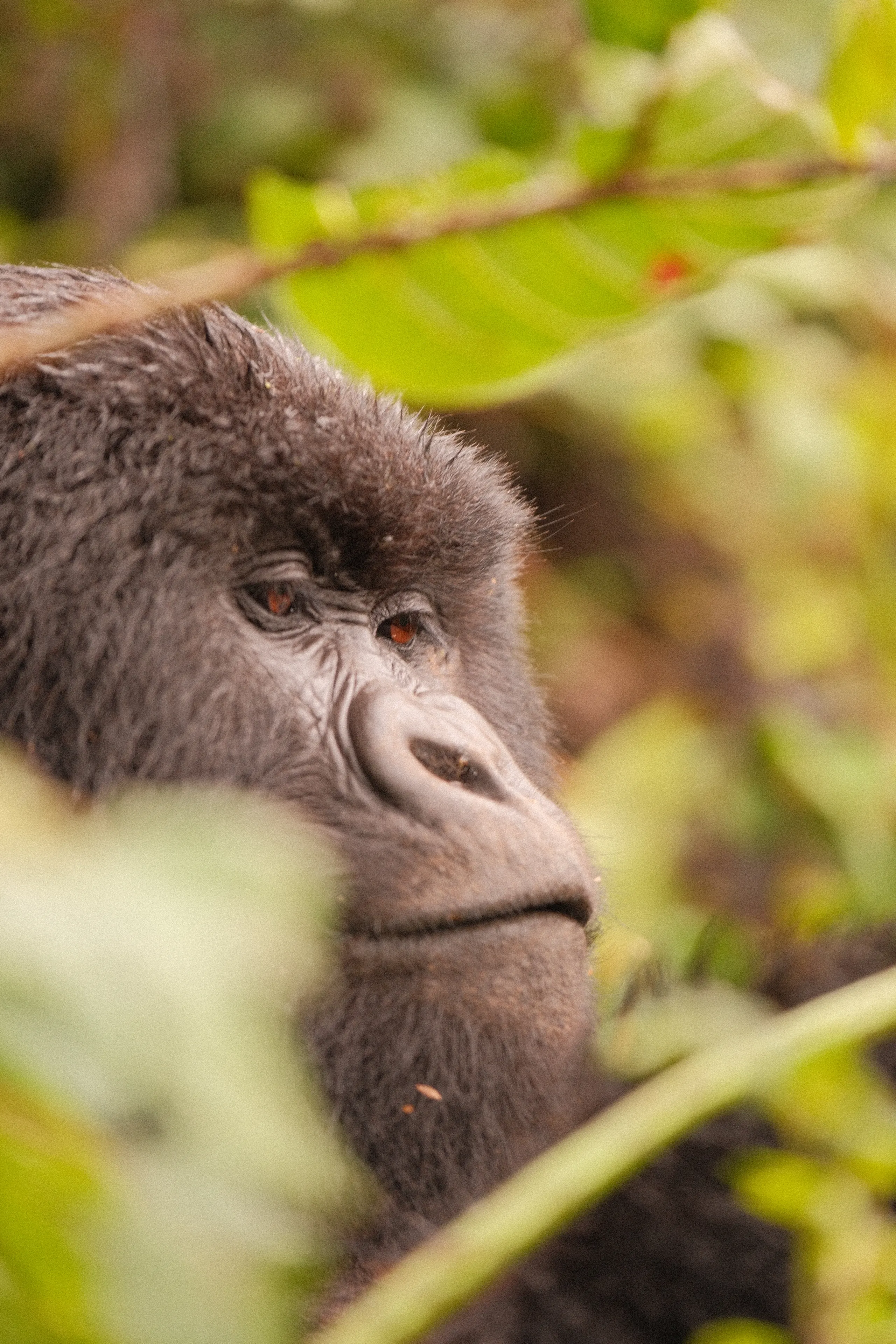 A gorilla's face behind out-of-focus leaves