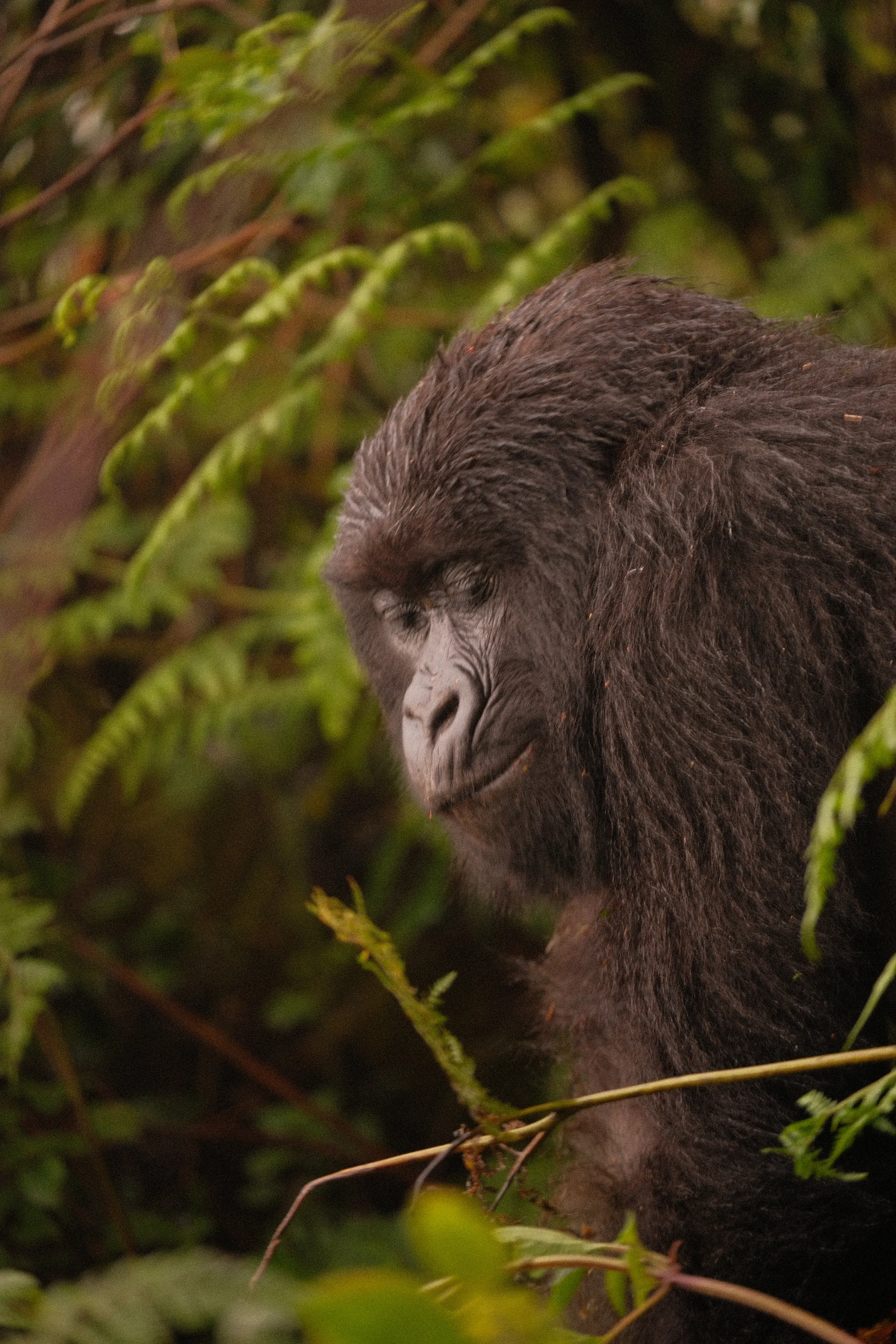 A gorilla glancing down among ferns