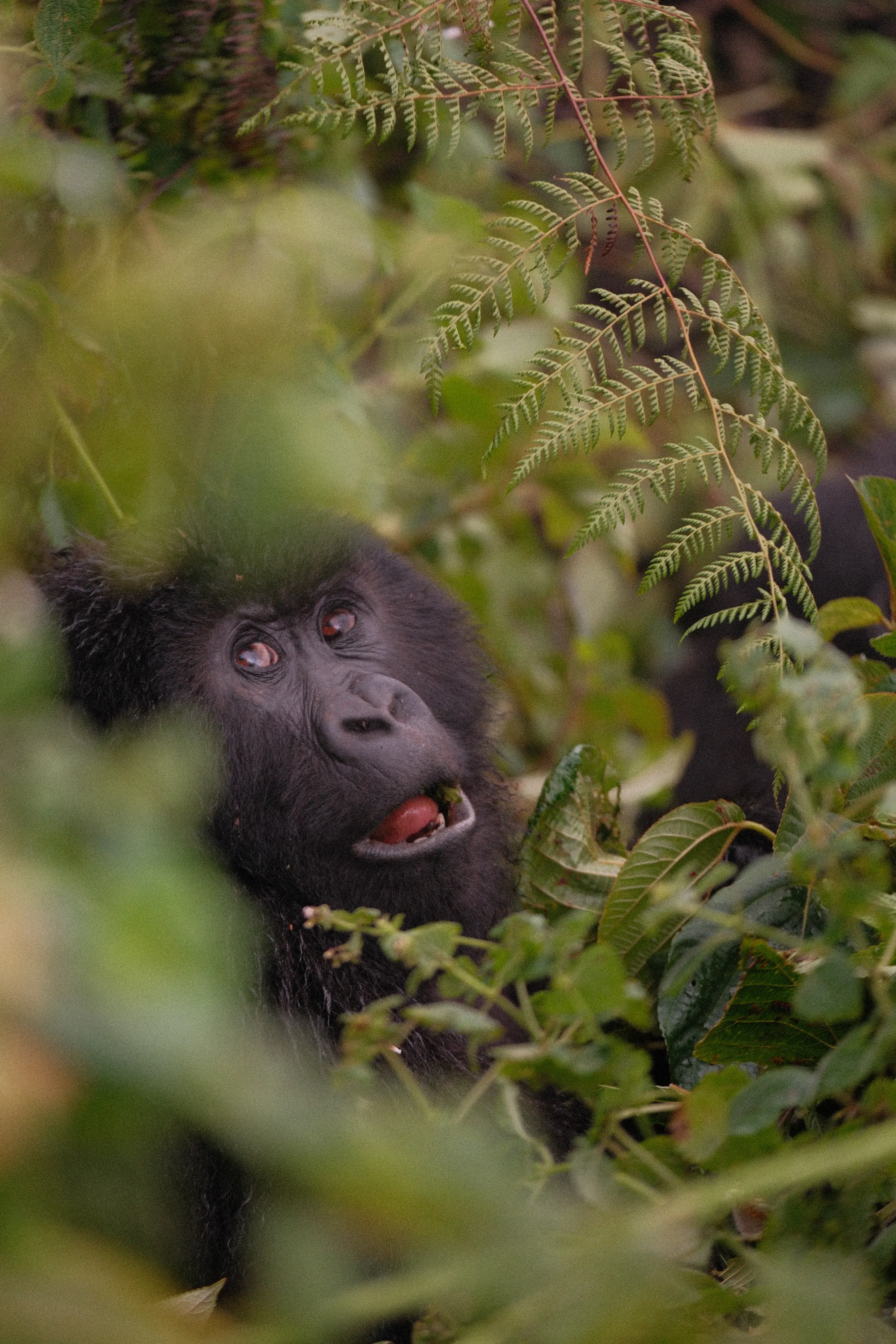 A gorilla looking up through ferns, mouth open