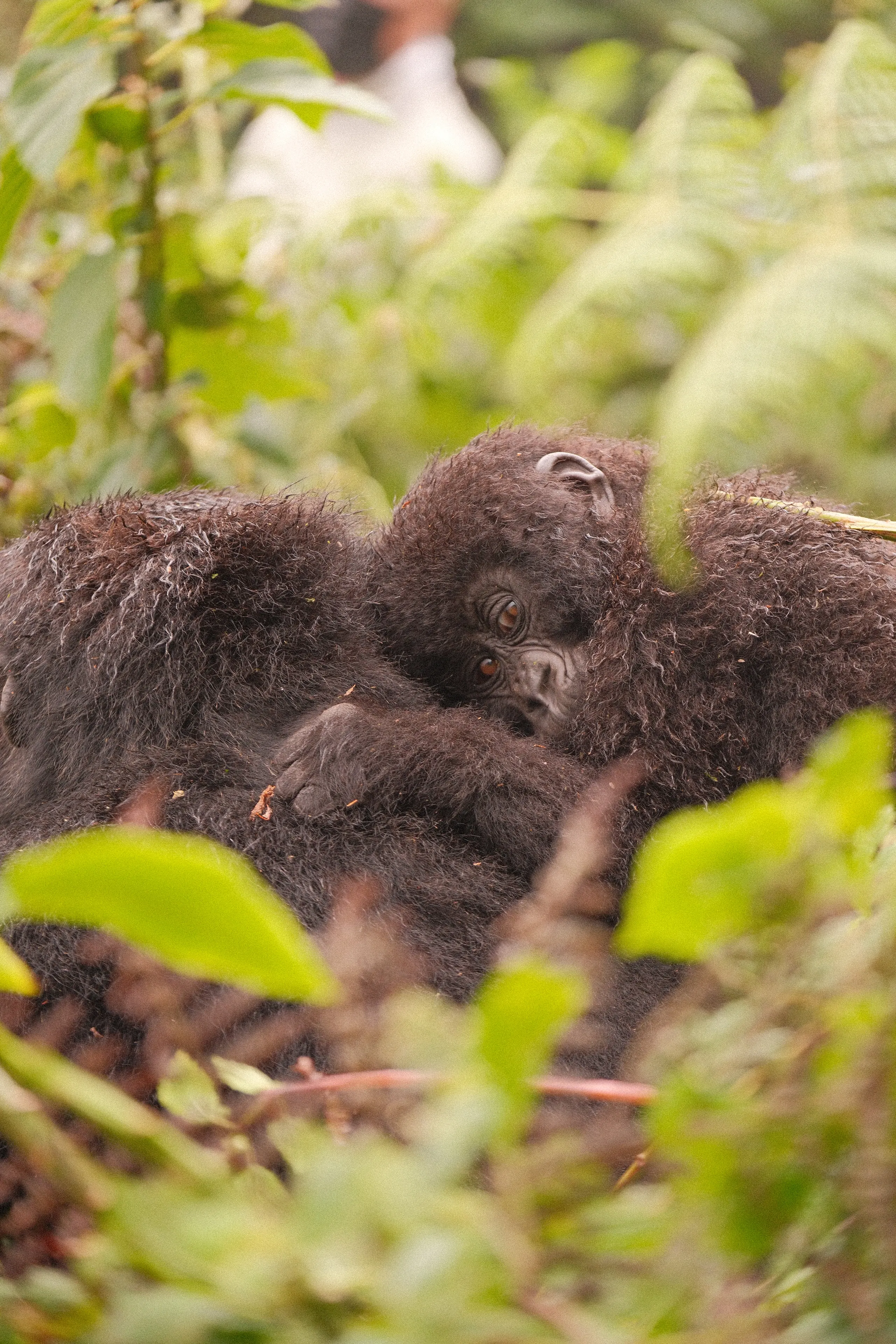 Young gorillas huddled together in the foliage