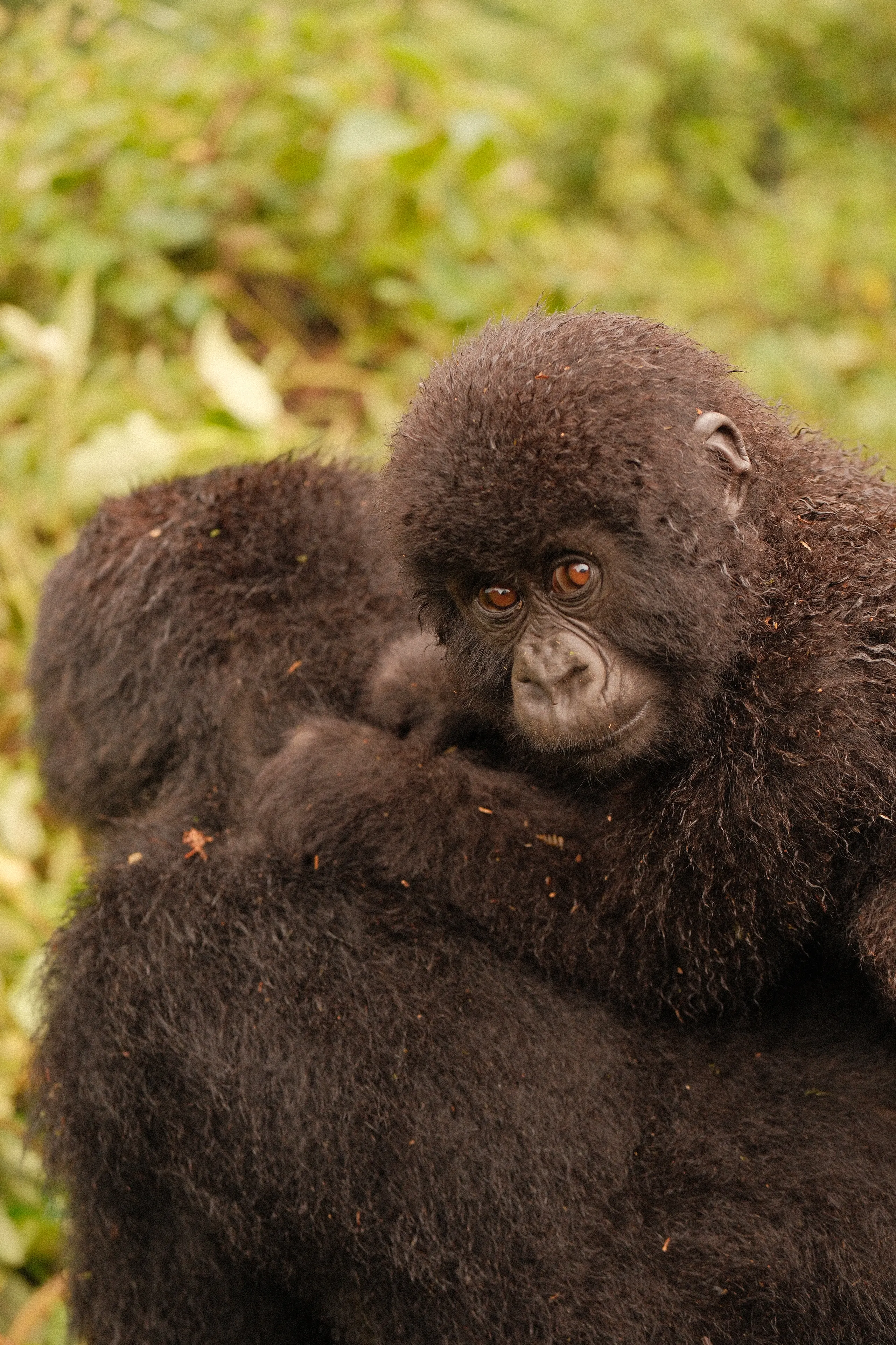 A young gorilla resting on an adult's back