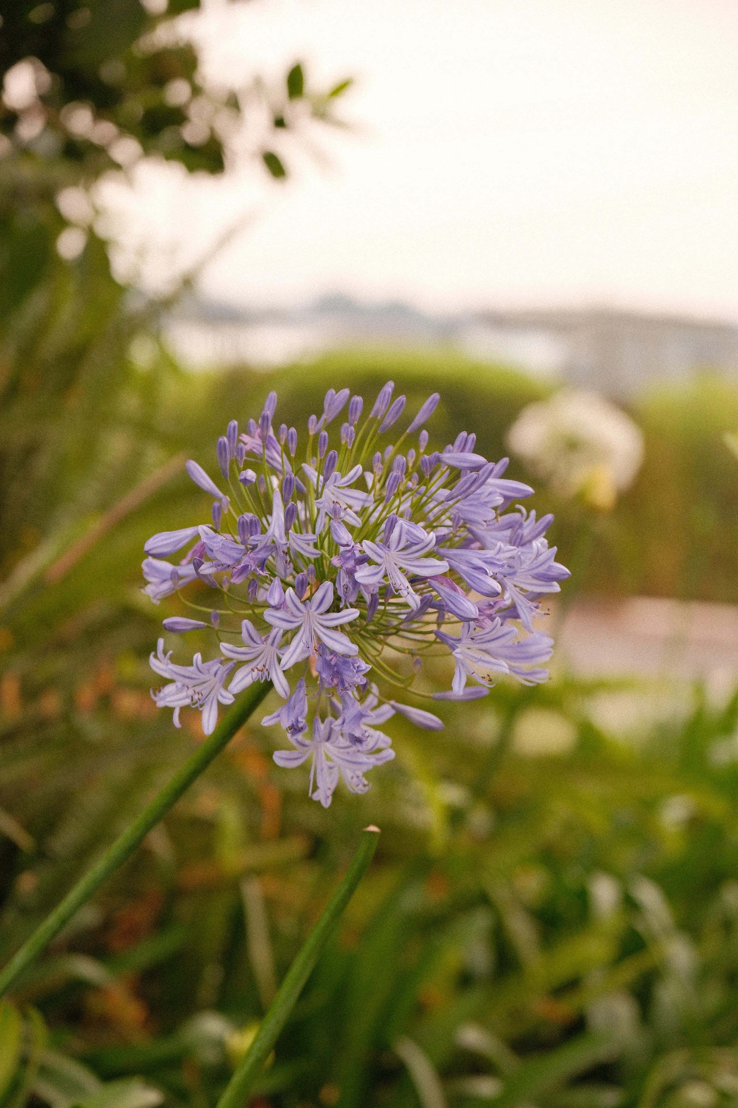 A purple agapanthus flower