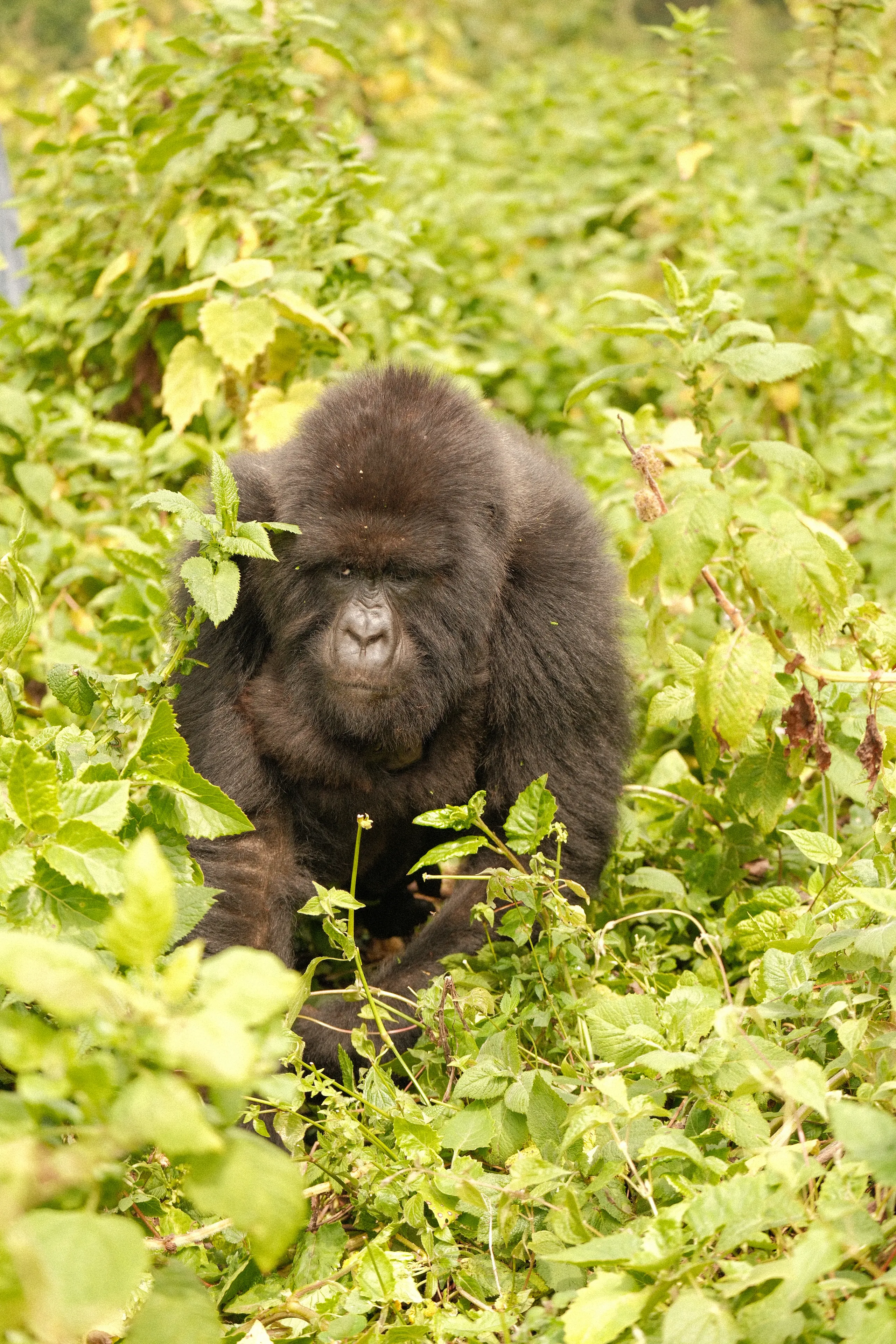 A gorilla sitting in bright green undergrowth