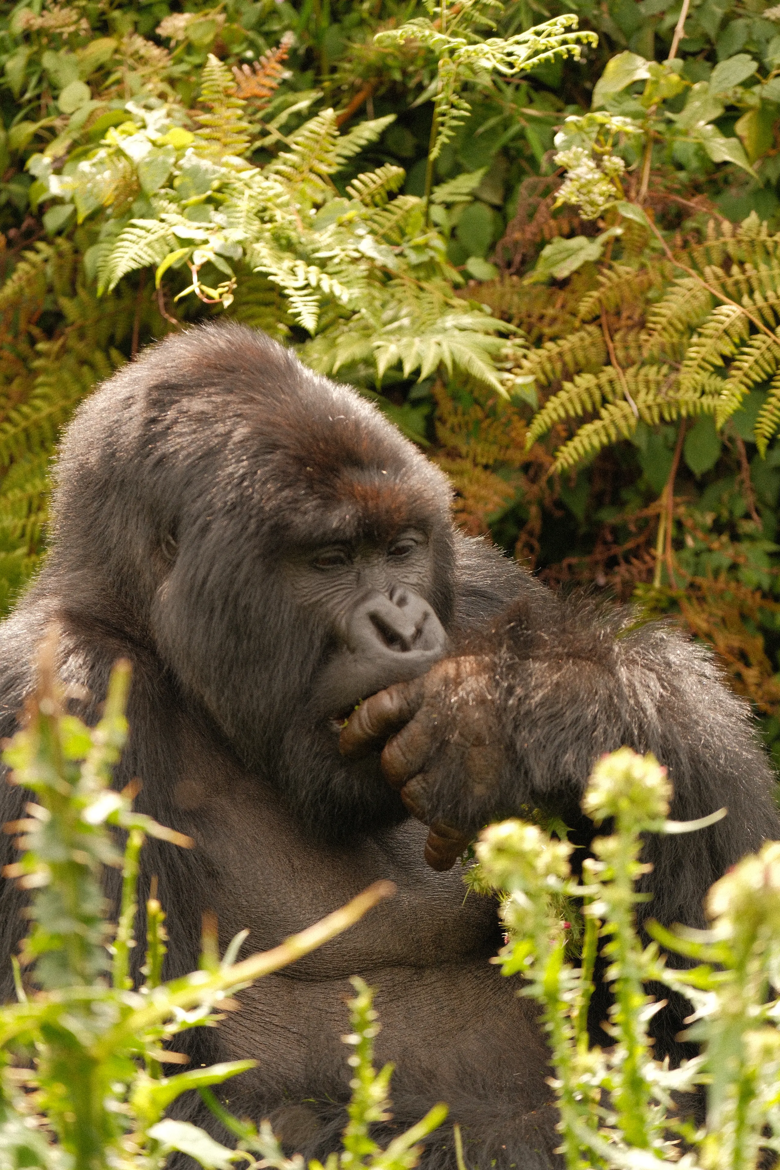 A silverback chewing, eyes half closed