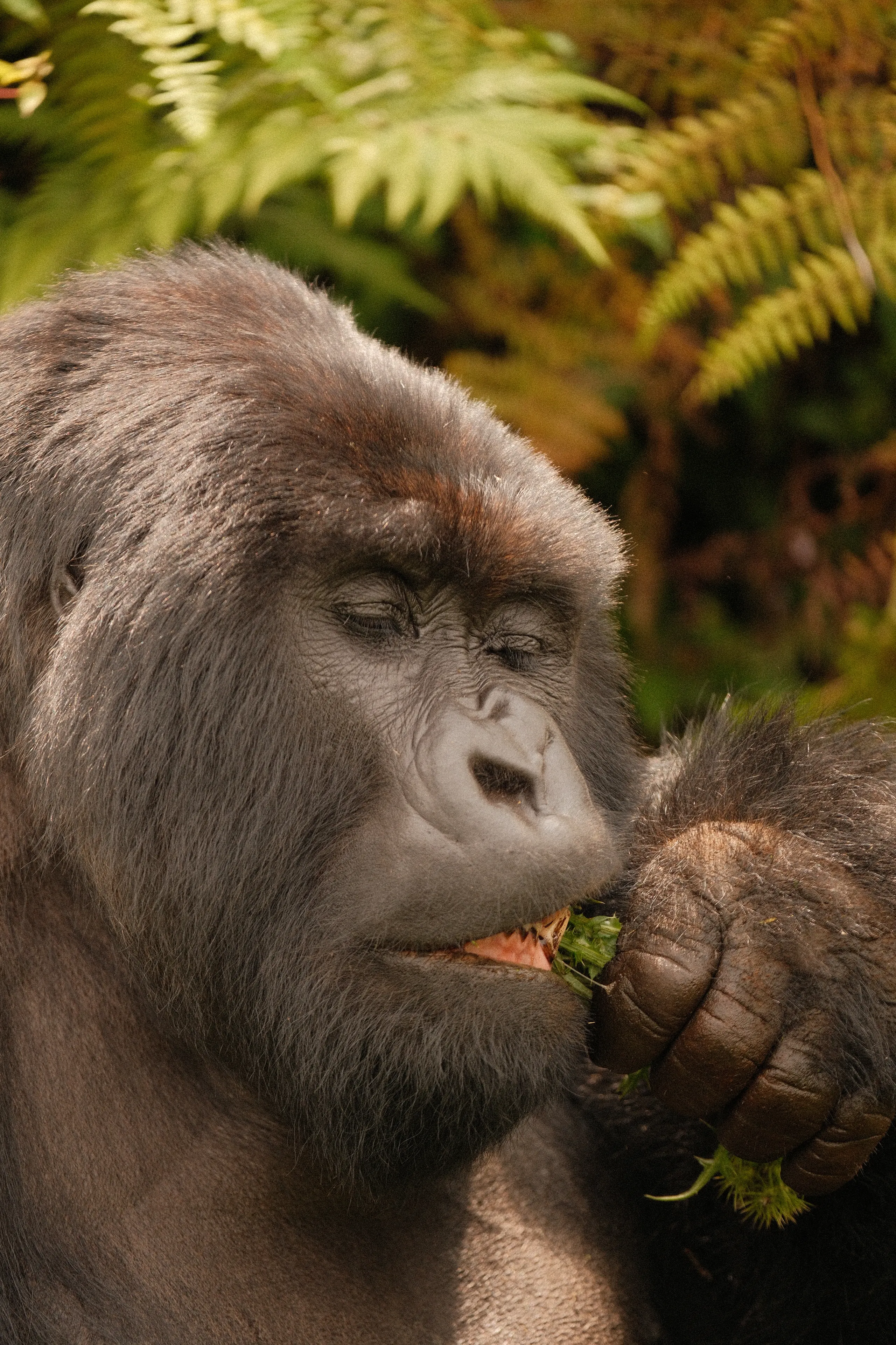 A silverback in close-up, eating