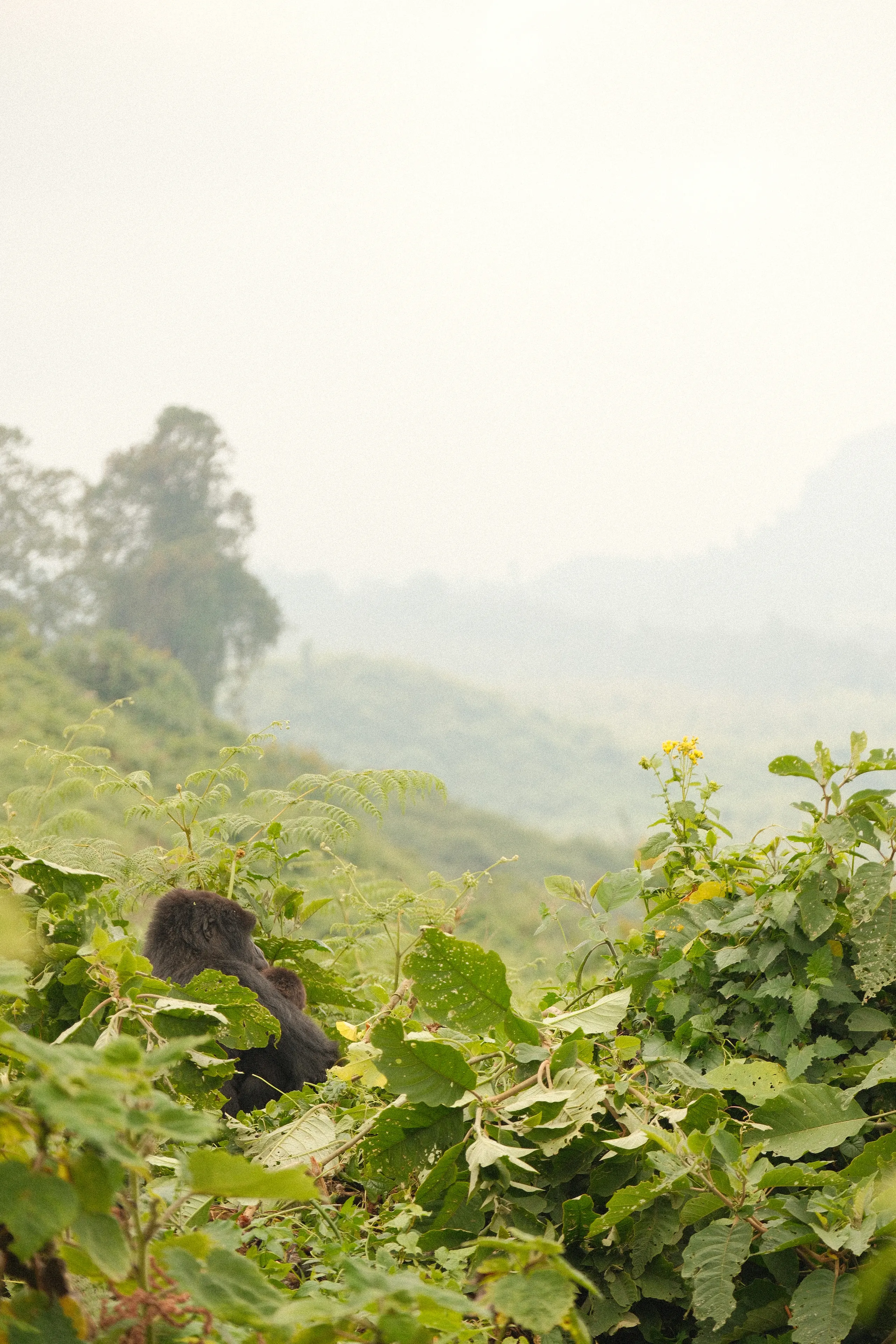 A gorilla on a green slope above a misty valley