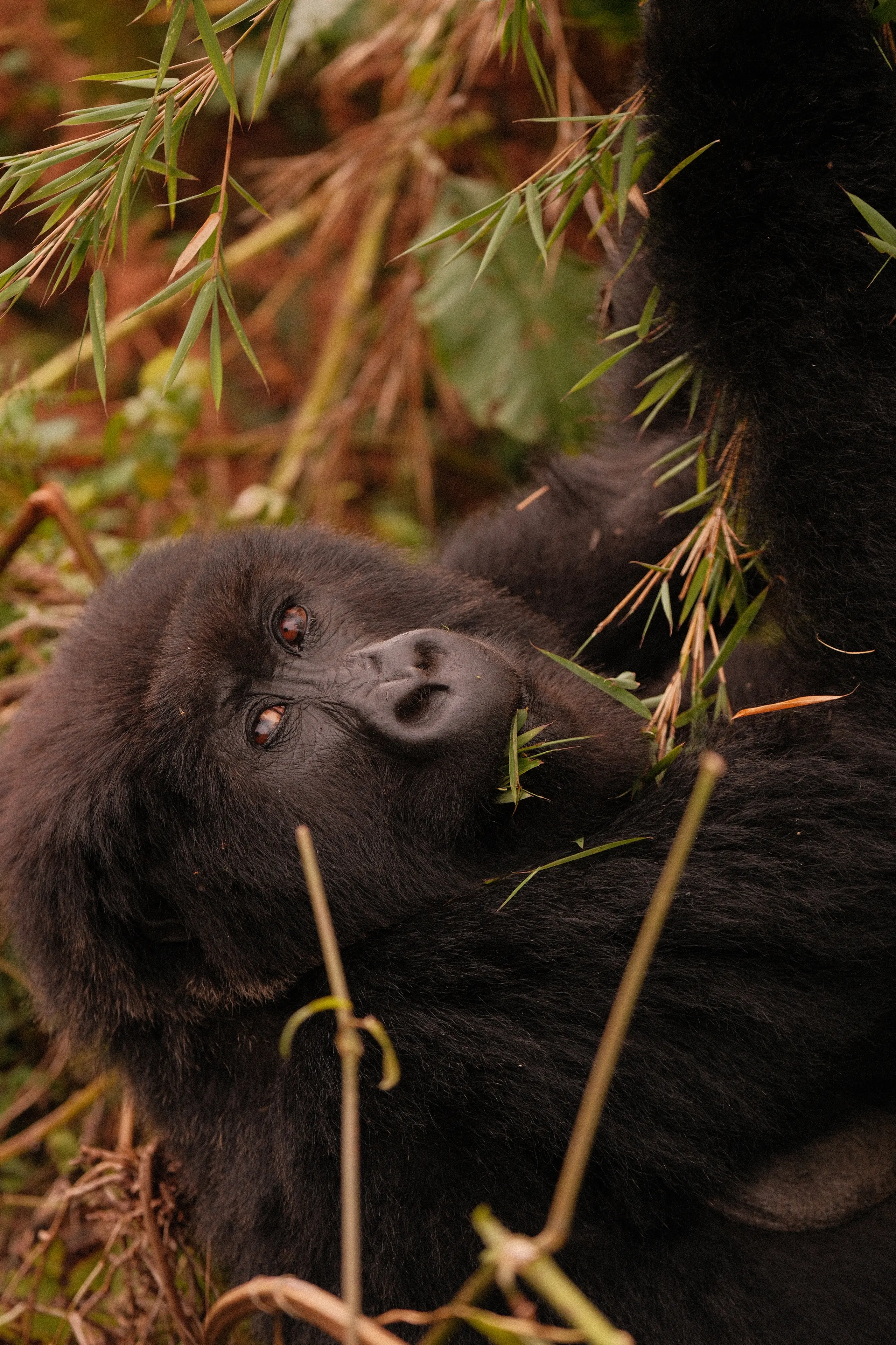 A gorilla lying back in bamboo, looking up