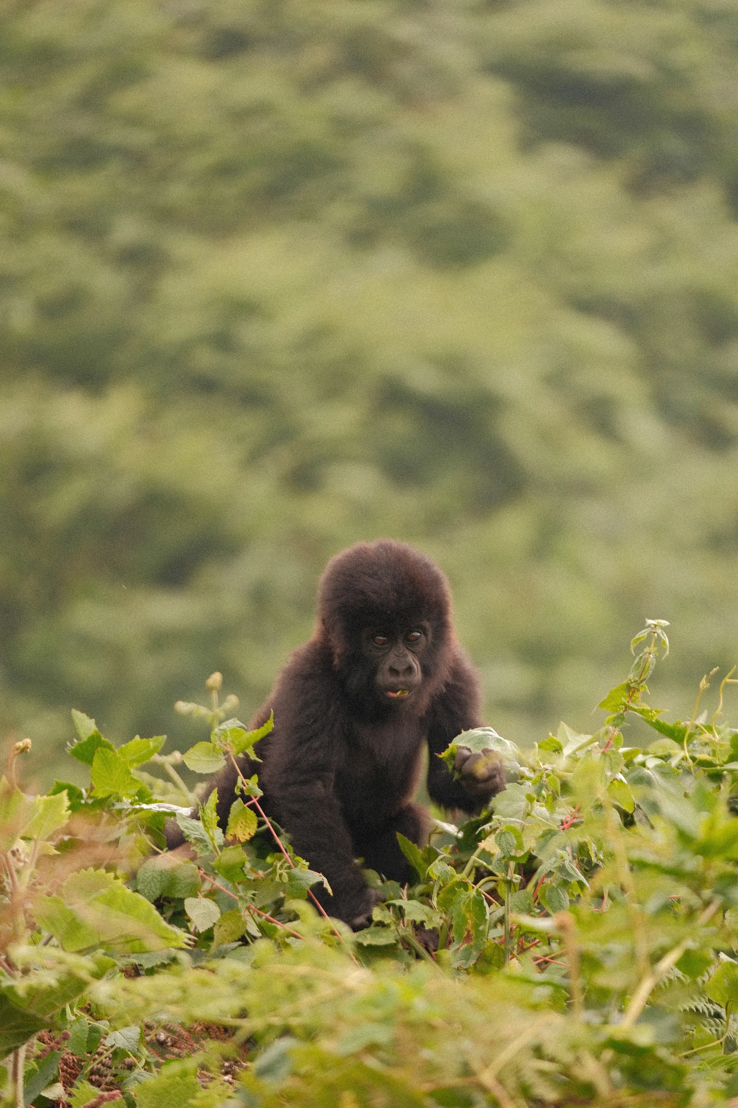 A baby gorilla on a slope above a misty forest
