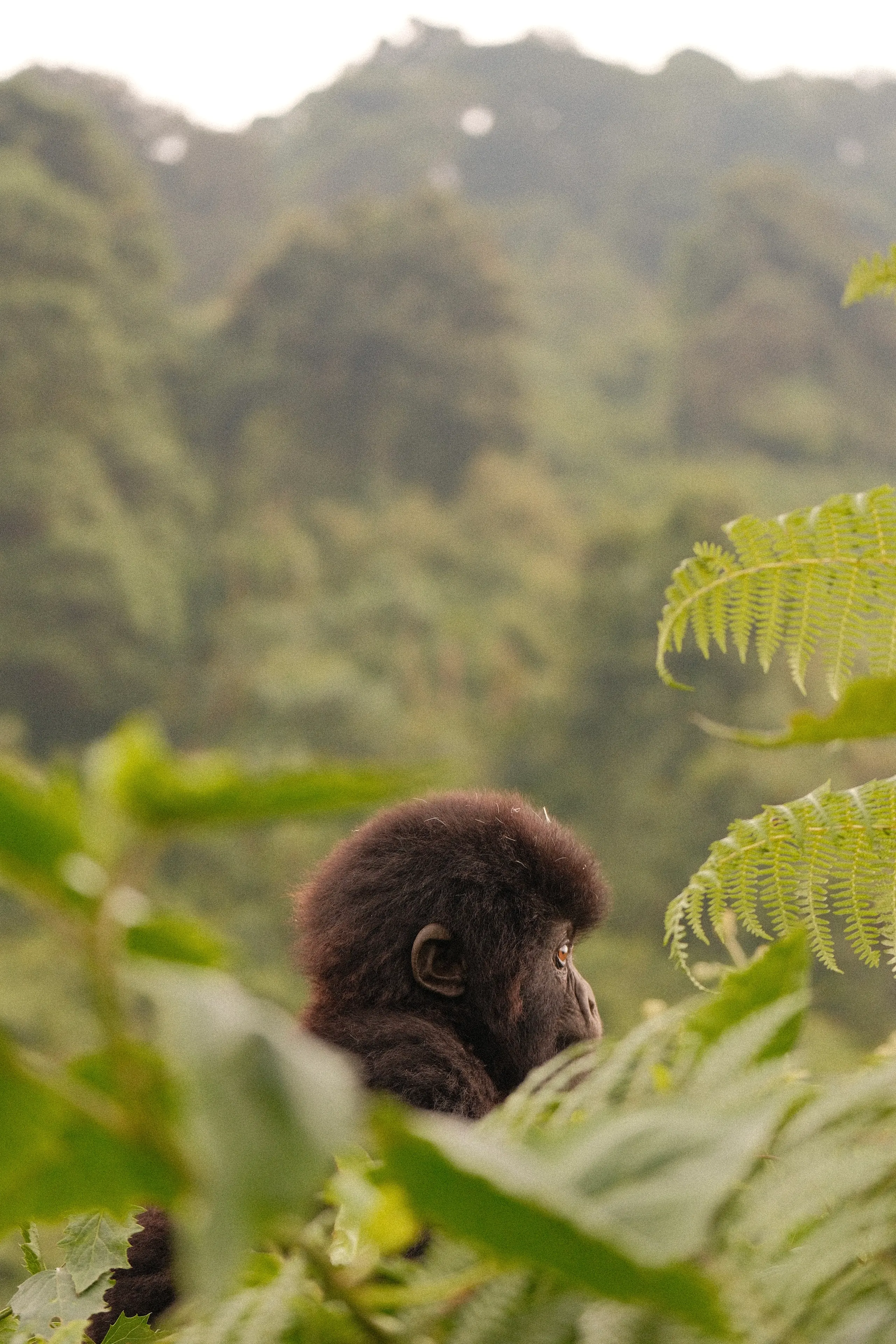 A gorilla among ferns, forested hills behind