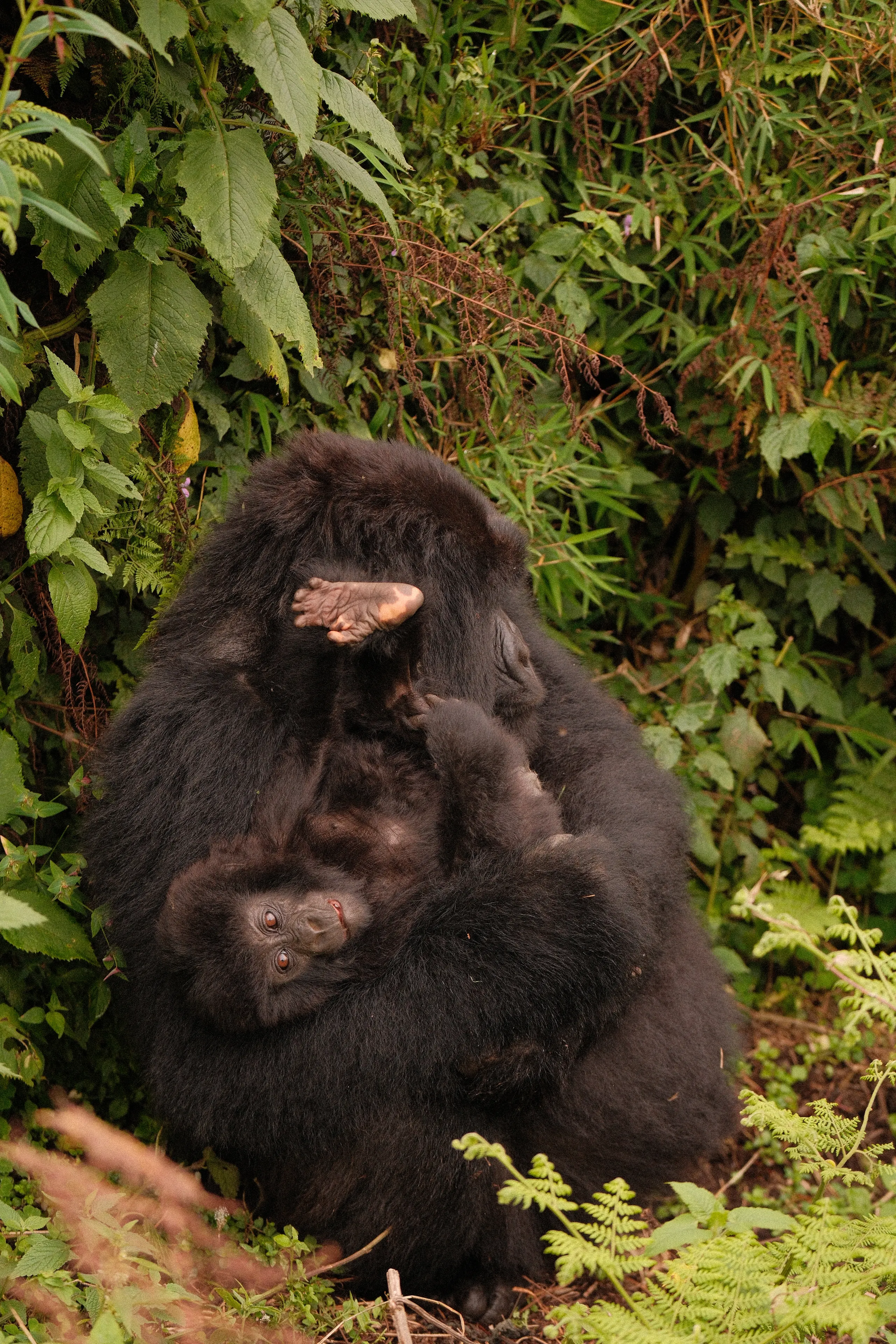 A mother gorilla holding her baby to her chest