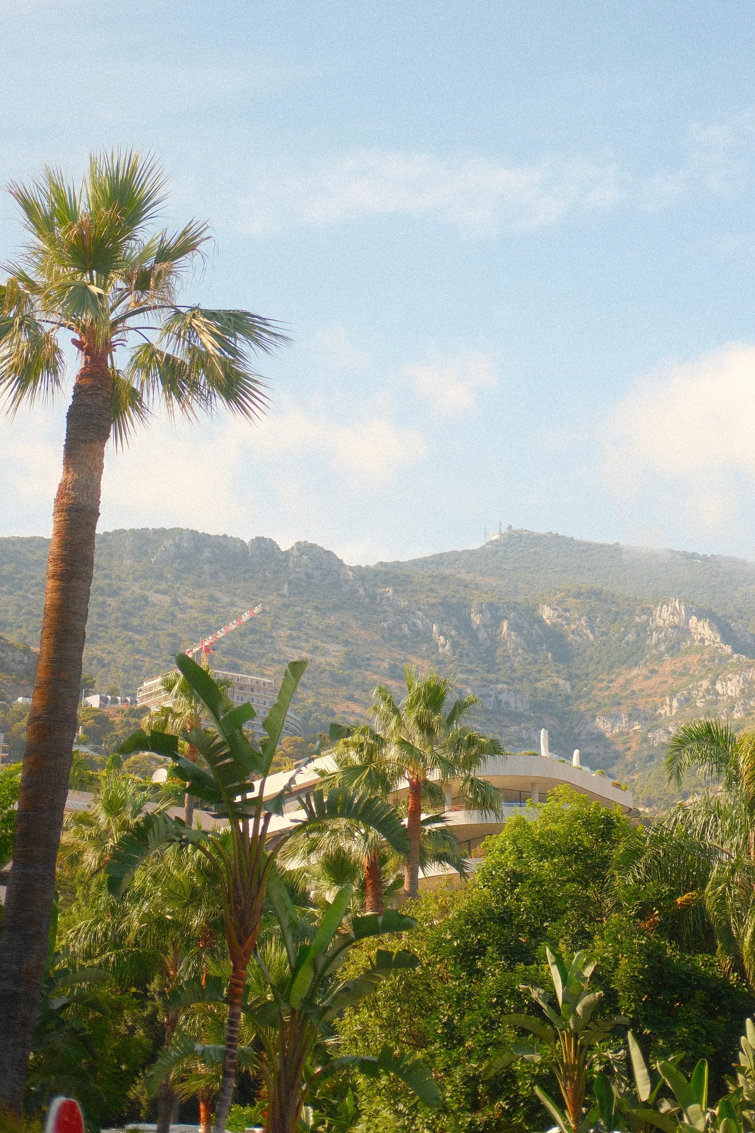 Palm trees and green hills above Monaco