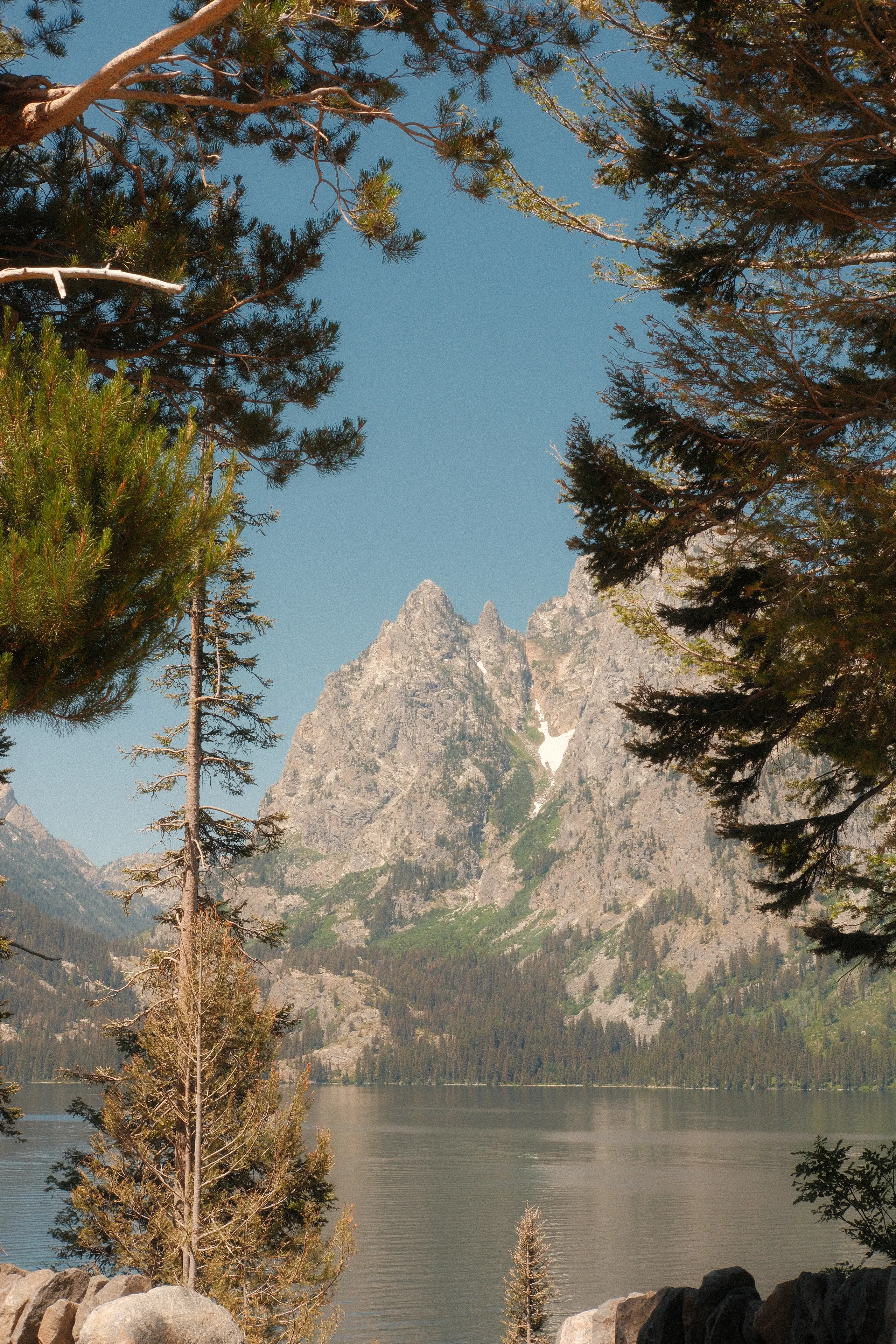 Jenny Lake and the Tetons framed by pine branches